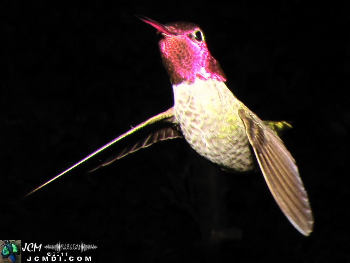 Hummingbird photo captured from Robo-Cam Motion Detection at JCMDI.COM